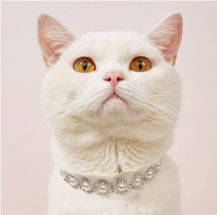 Pearl & Rhinestone Pet Collar for Cats & Dogs