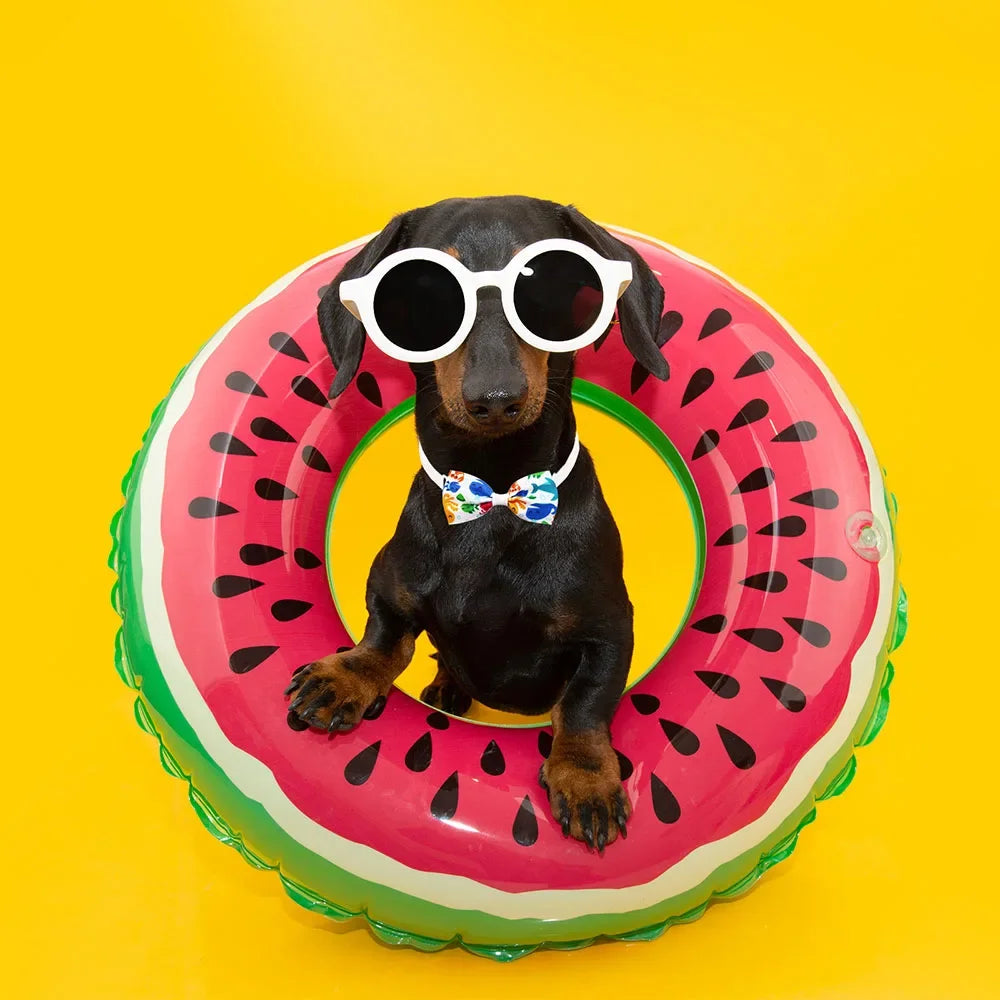 Dog Bow Tie Collar Set (20pcs)