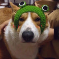Handmade Frog Pet Hat for Cats & Dogs
